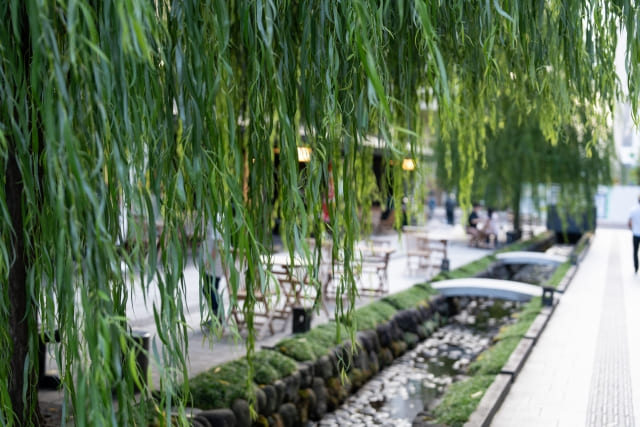 Willow tree and Japanese Yokai "Yanagi baba"