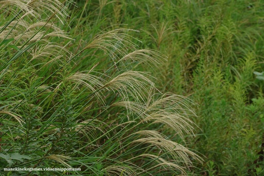 What is Susuki? : Japanese Pampas Grass