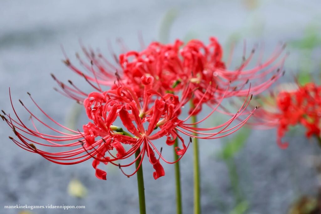 Higanabana (Red Spider Lily) What is the Symbolism, Superstitions, and Role in Japan