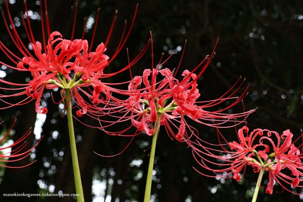 Higanabana (Red Spider Lily) What is the Symbolism, Superstitions, and Role in Japan