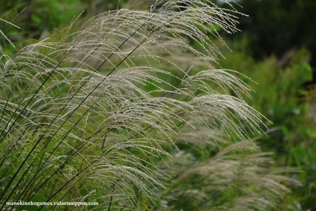 What is Susuki? : Japanese Pampas Grass