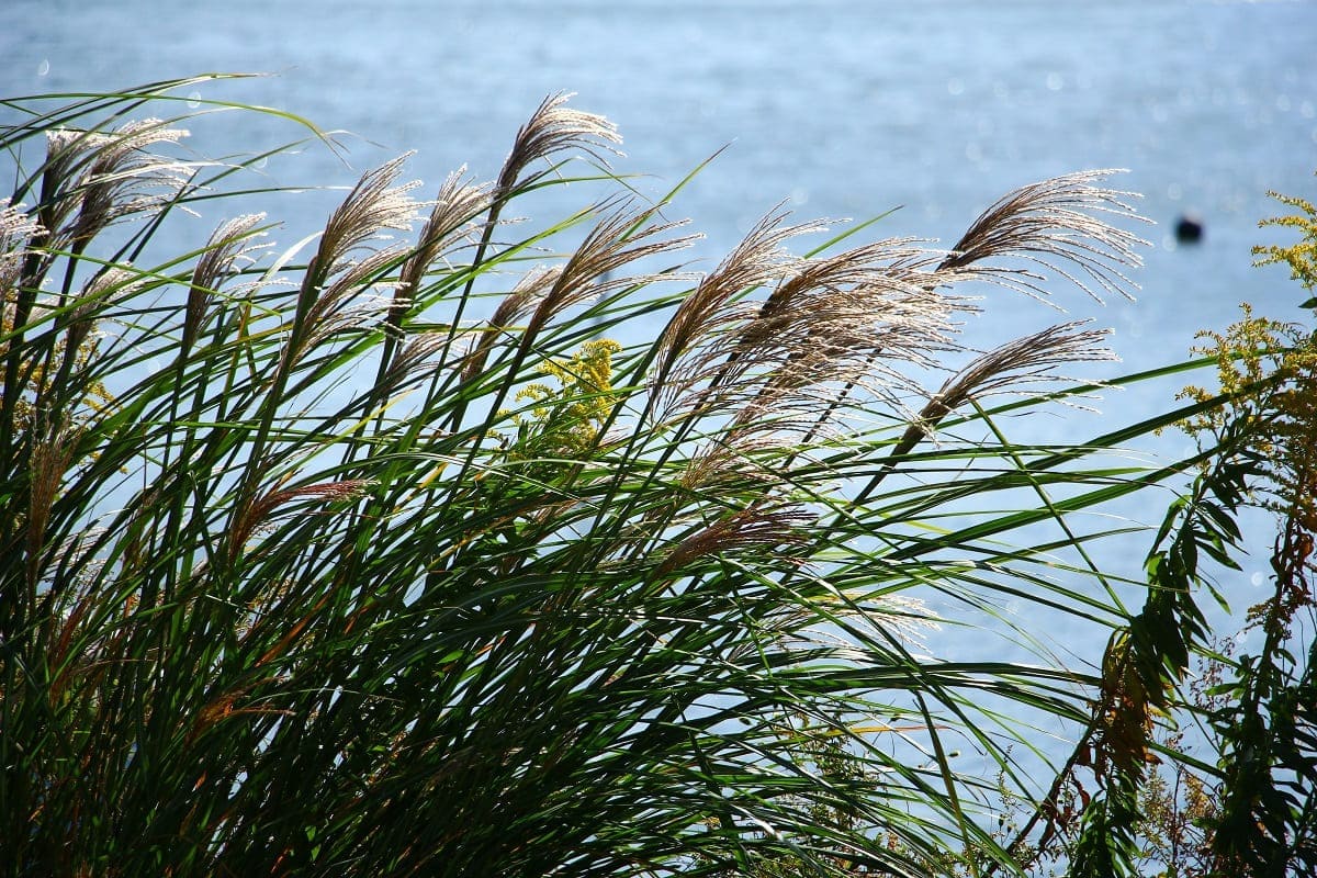 What is Susuki? : Japanese Pampas Grass