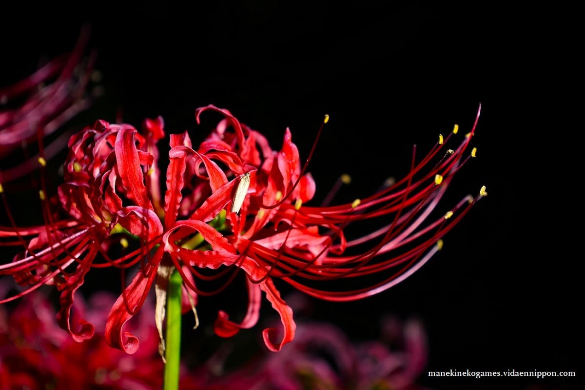 Higanabana (Red Spider Lily) What is the Symbolism, Superstitions, and Role in Japan