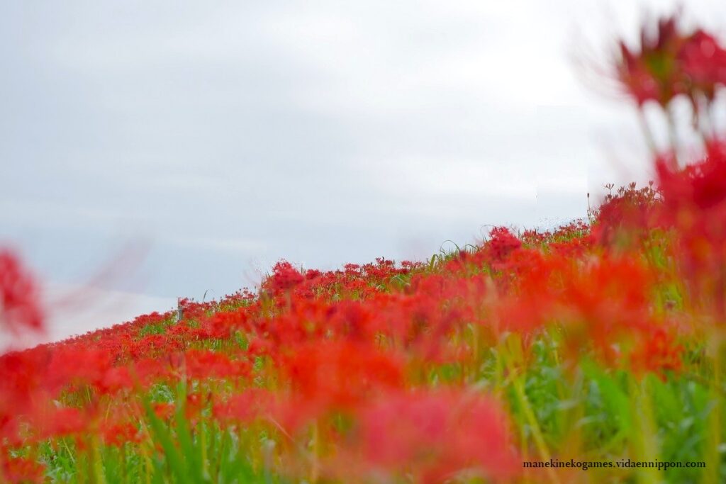 Higanabana (Red Spider Lily) What is the Symbolism, Superstitions, and Role in Japan