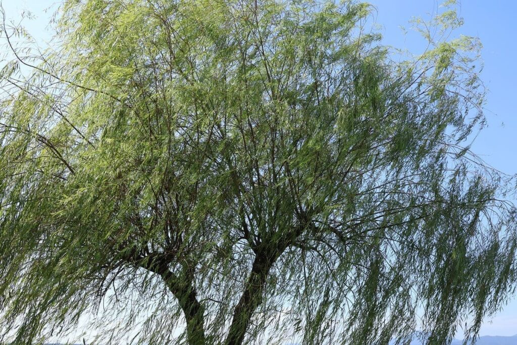 Willow tree and Japanese Yokai "Yanagi baba"