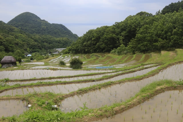 Tanada: Japan’s Iconic Terraced Rice Fields