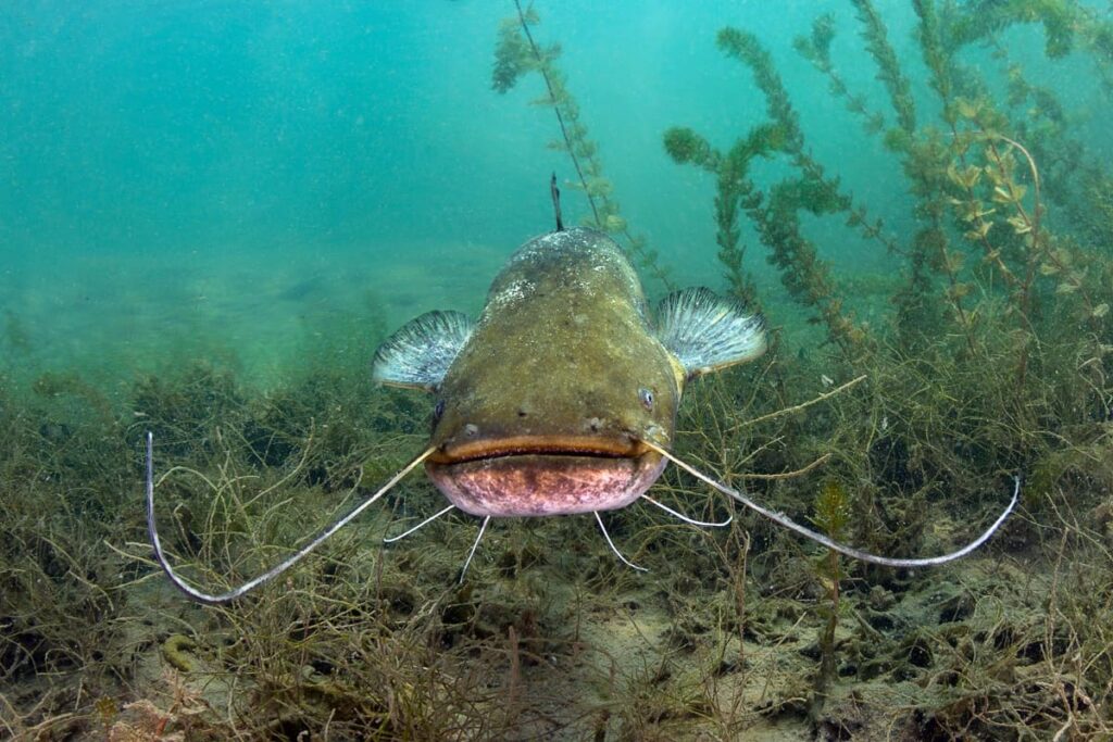 Onamazu: The Giant Catfish Yokai and Earthquakes in Japan