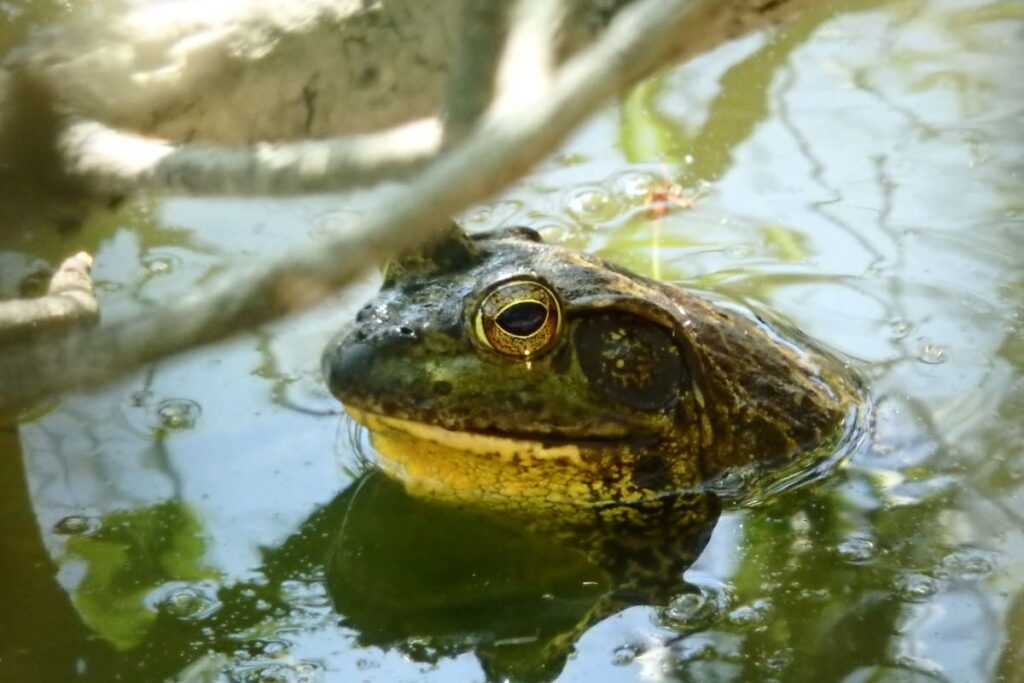 Ōgama: The Giant Toad Yokai of Japanese Folklore