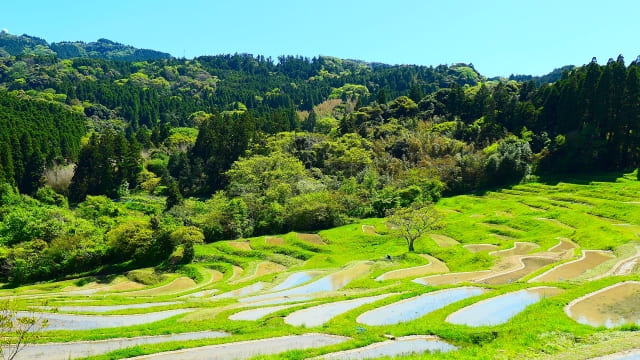 Tanada: Japan’s Iconic Terraced Rice Fields