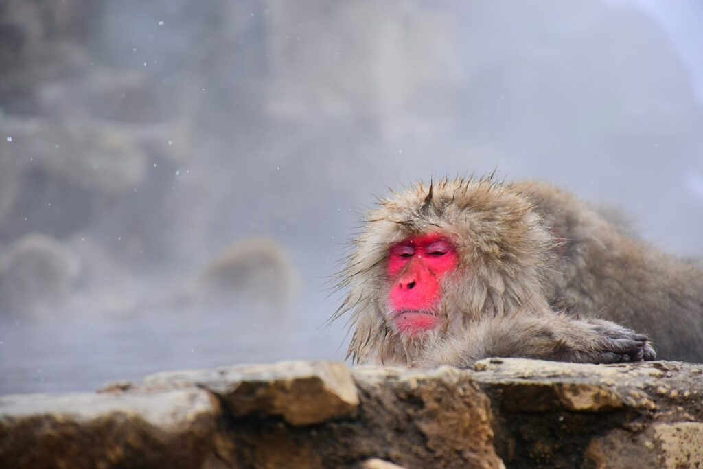 Japan's hot springs : Real and Virtual Adventures