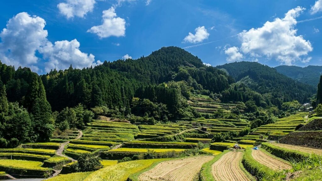 Tanada: Japan’s Iconic Terraced Rice Fields