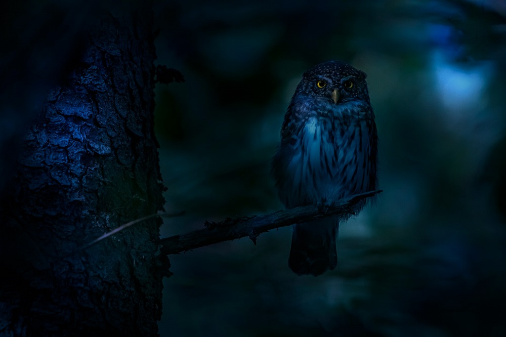 Tatarimokke Yokai: Japan’s Owl Spirit Legend