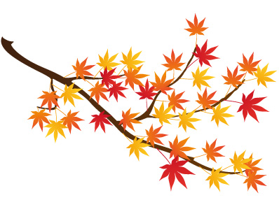 Japanese Maple Tree: History and Culture