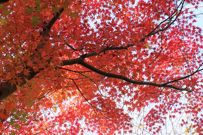 Japanese Maple Tree: History and Culture