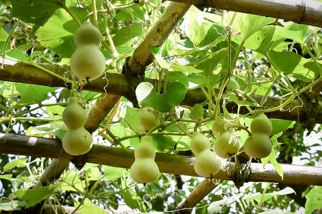 How Gourds Became Japan's Iconic Good Luck Charm