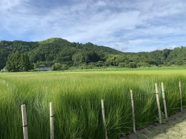 Tatami Mats in Japan: The History and Charm