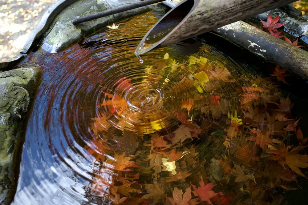 Japanese Maple Tree: History and Culture