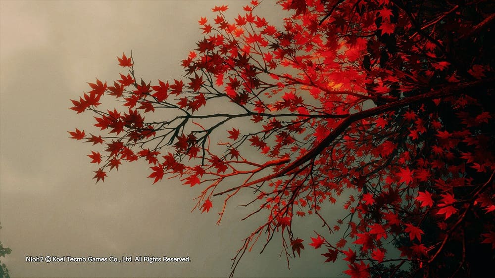 Japanese Maple Tree: History and Culture