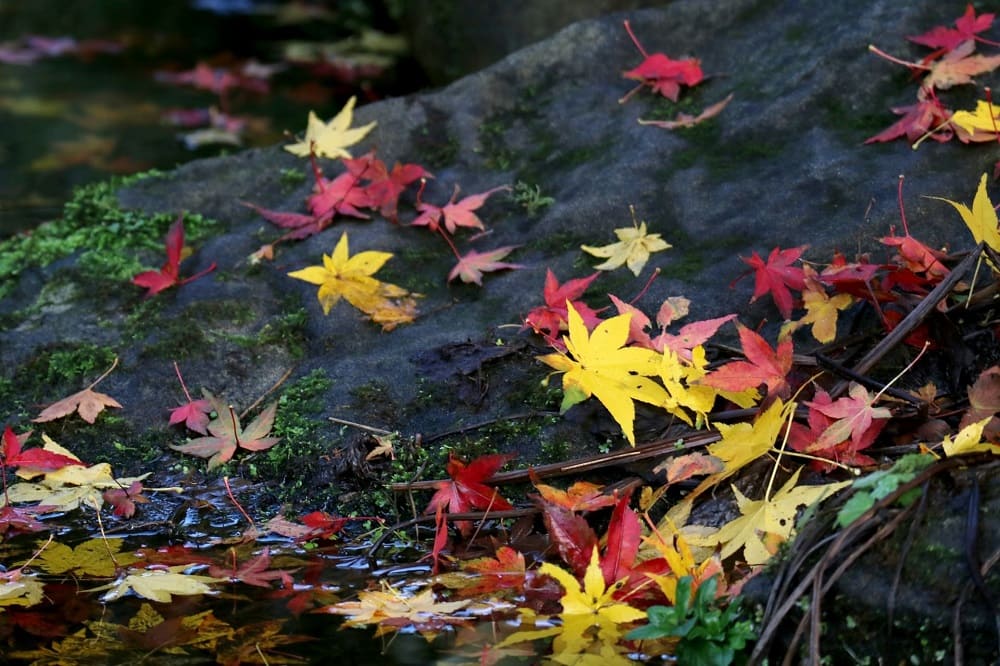 Japanese Maple Tree: History and Culture