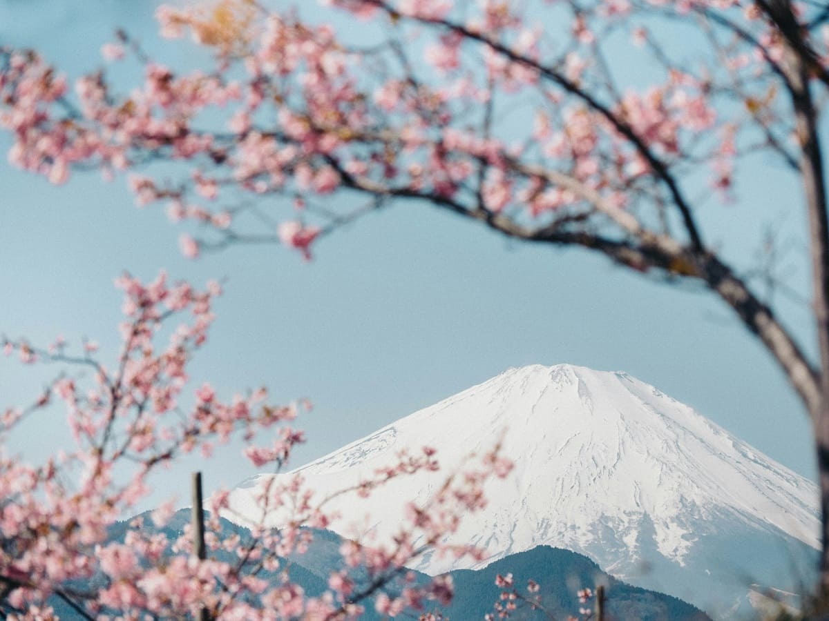 Ohanami in Japan! A Guide to Cherry Blossom Viewing