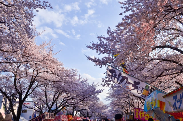 Ohanami in Japan! A Guide to Cherry Blossom Viewing