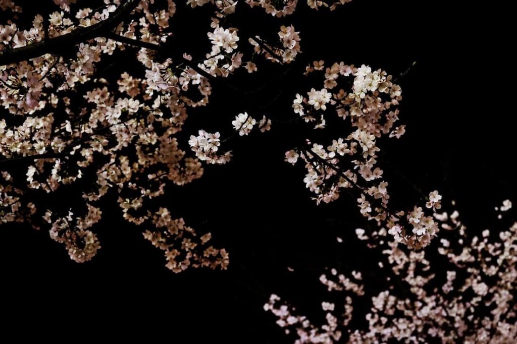 Ohanami in Japan! A Guide to Cherry Blossom Viewing