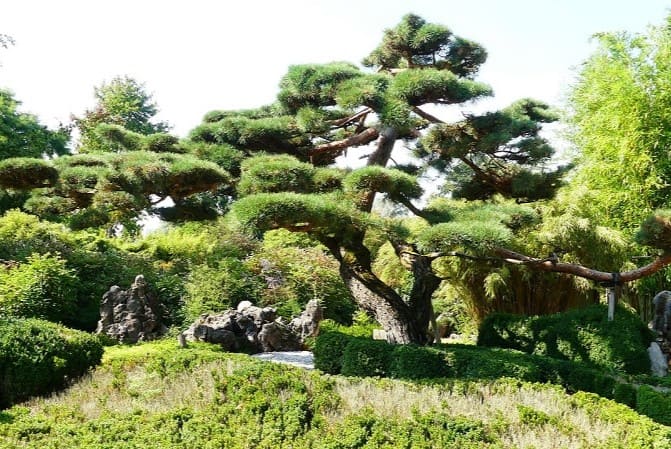 Japanese Garden : Features, Styles, and Best Locations to go
