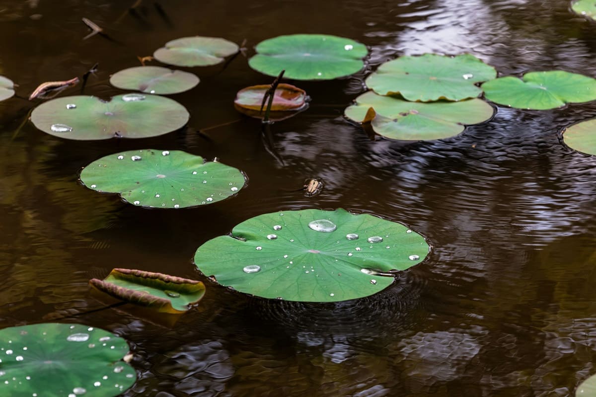 Japanese Garden : Features, Styles, and Best Locations to go