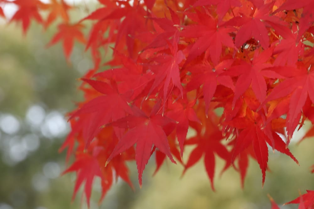 Silver Week Japan: What It Is and When It Happens