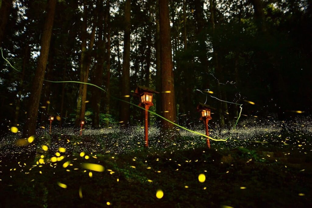 Hotaru-gari : Japanese Firefly Viewing