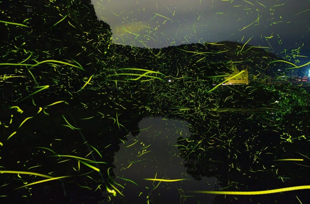 Hotaru-gari : Japanese Firefly Viewing