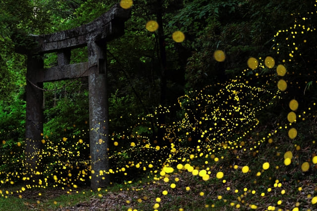 Hotaru-gari : Japanese Firefly Viewing