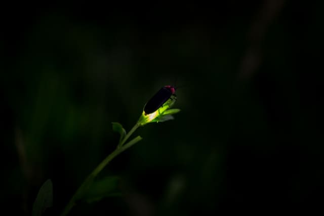 Hotaru-gari : Japanese Firefly Viewing