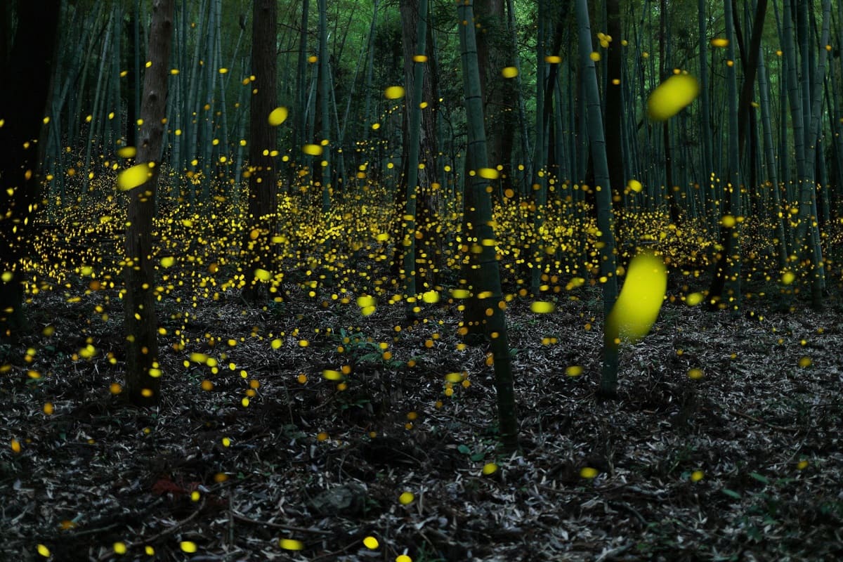 Hotaru-gari : Japanese Firefly Viewing