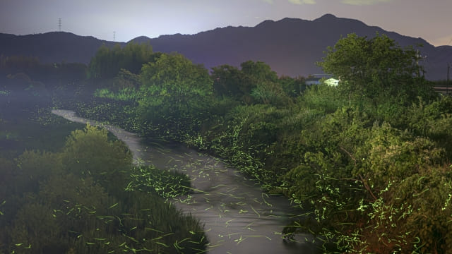 Hotaru-gari : Japanese Firefly Viewing
