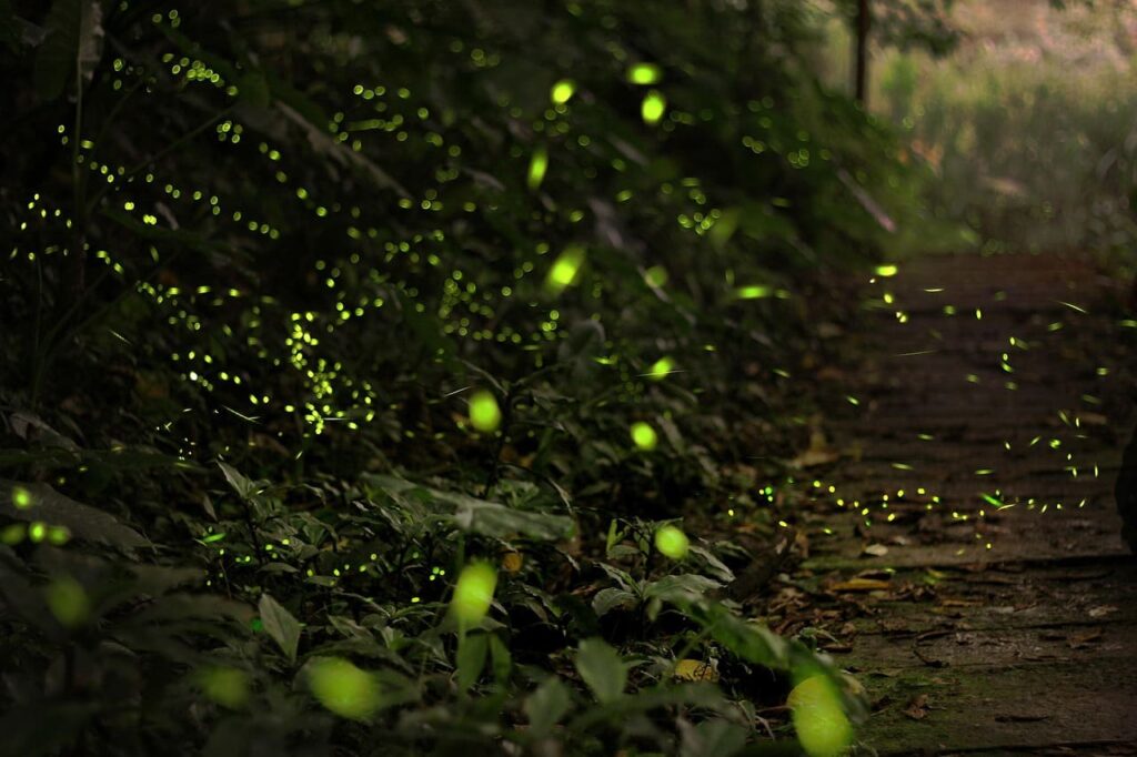 Hotaru-gari : Japanese Firefly Viewing