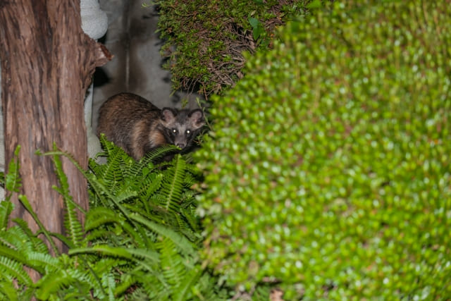 Tanuki in Japanese Culture: Folklore, Facts, and Meaning