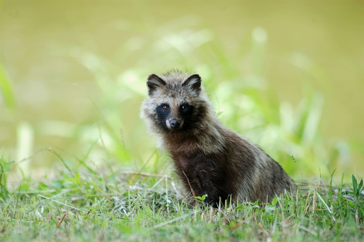Tanuki in Japanese Culture: Folklore, Facts, and Meaning
