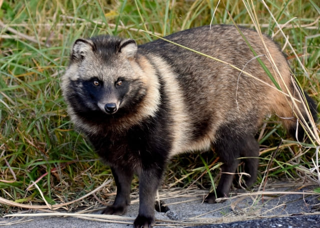 Tanuki in Japanese Culture: Folklore, Facts, and Meaning