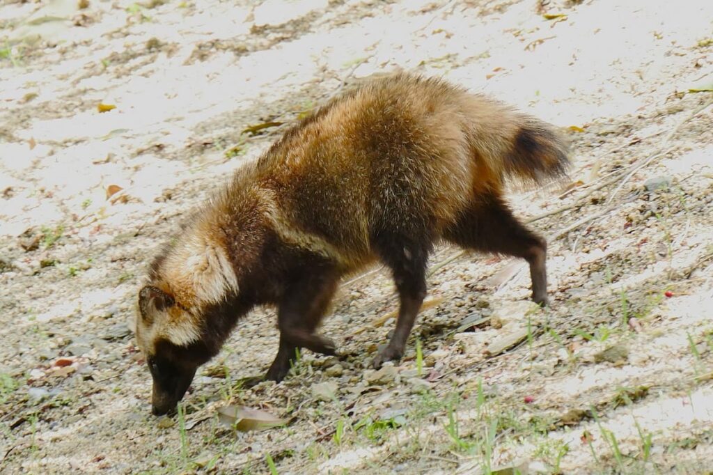 Tanuki in Japanese Culture: Folklore, Facts, and Meaning