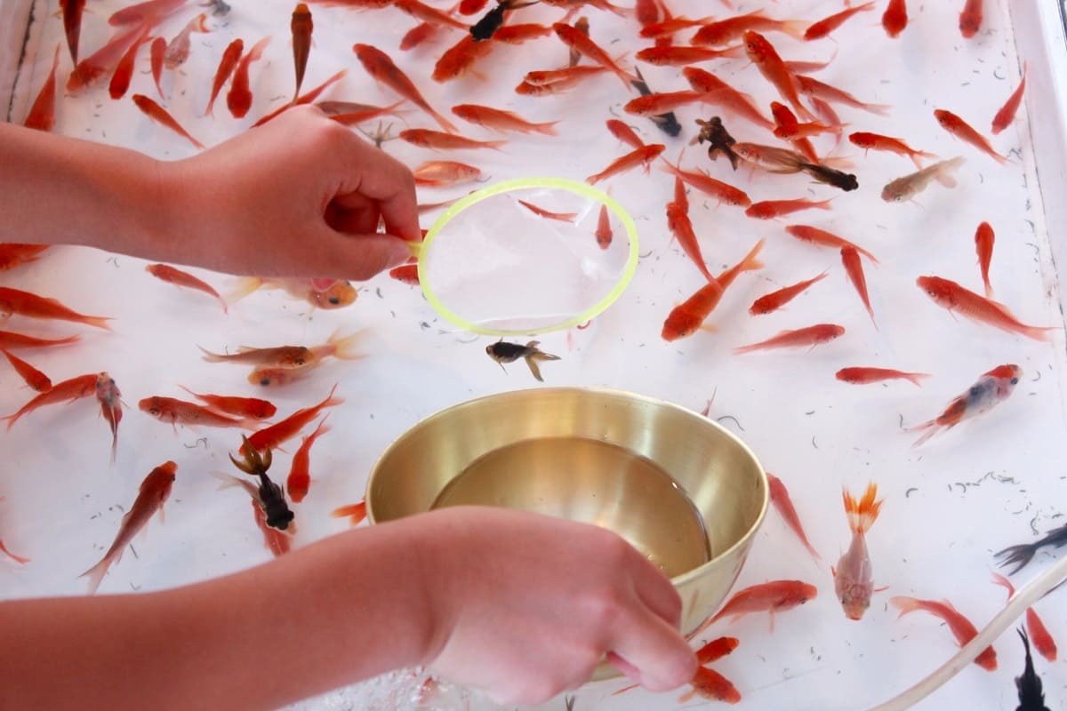 Goldfish Scooping: Japanese Summer Festival Game