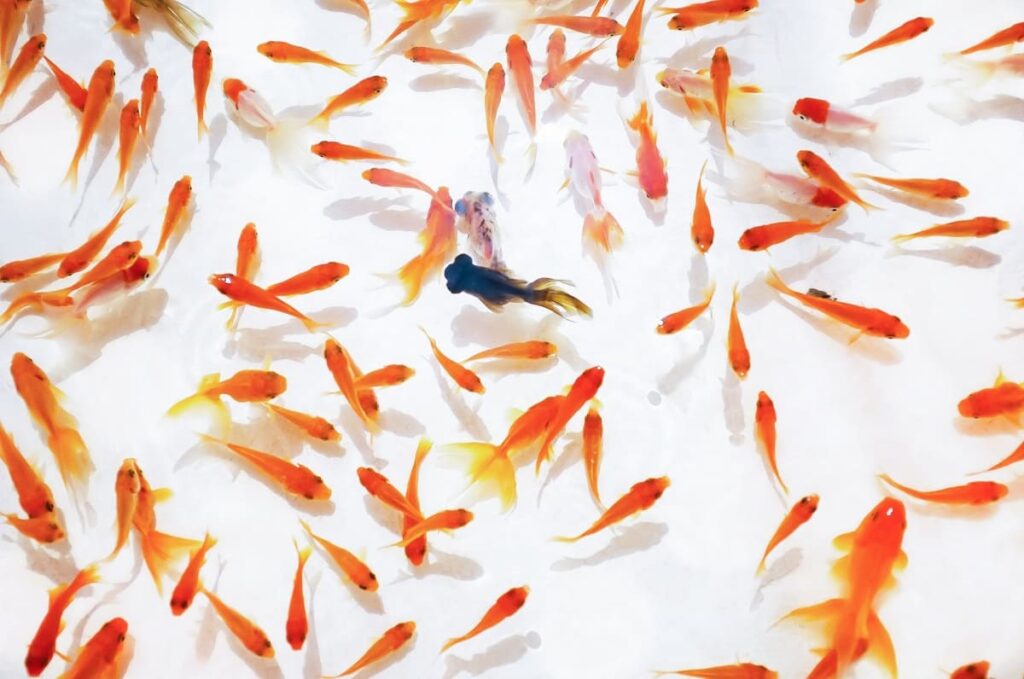 Goldfish Scooping: Japanese Summer Festival Game