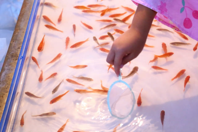 Goldfish Scooping: Japanese Summer Festival Game