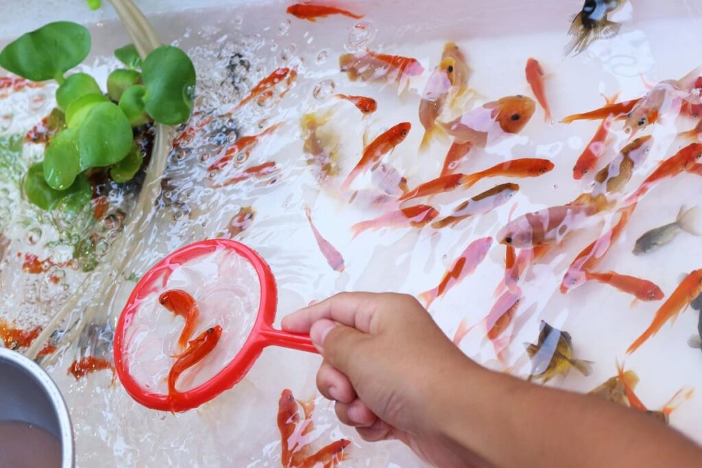 Goldfish Scooping: Japanese Summer Festival Game