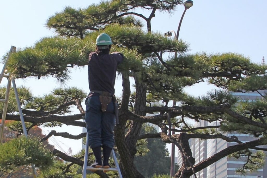Tabi: Japan’s Traditional Split-Toe Socks for Kimono