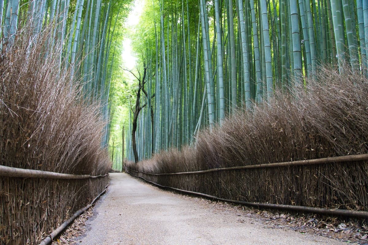 kyoto-bamboo