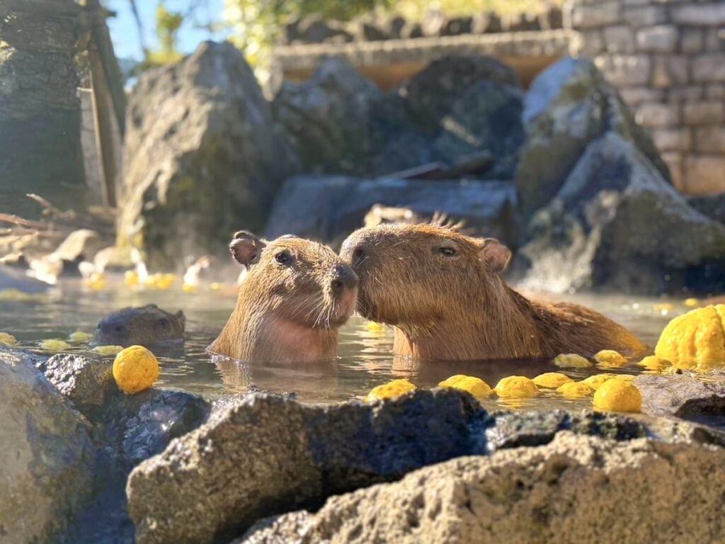 What Is a Yuzu Bath? Traditional Winter Solstice Ritual in Japan