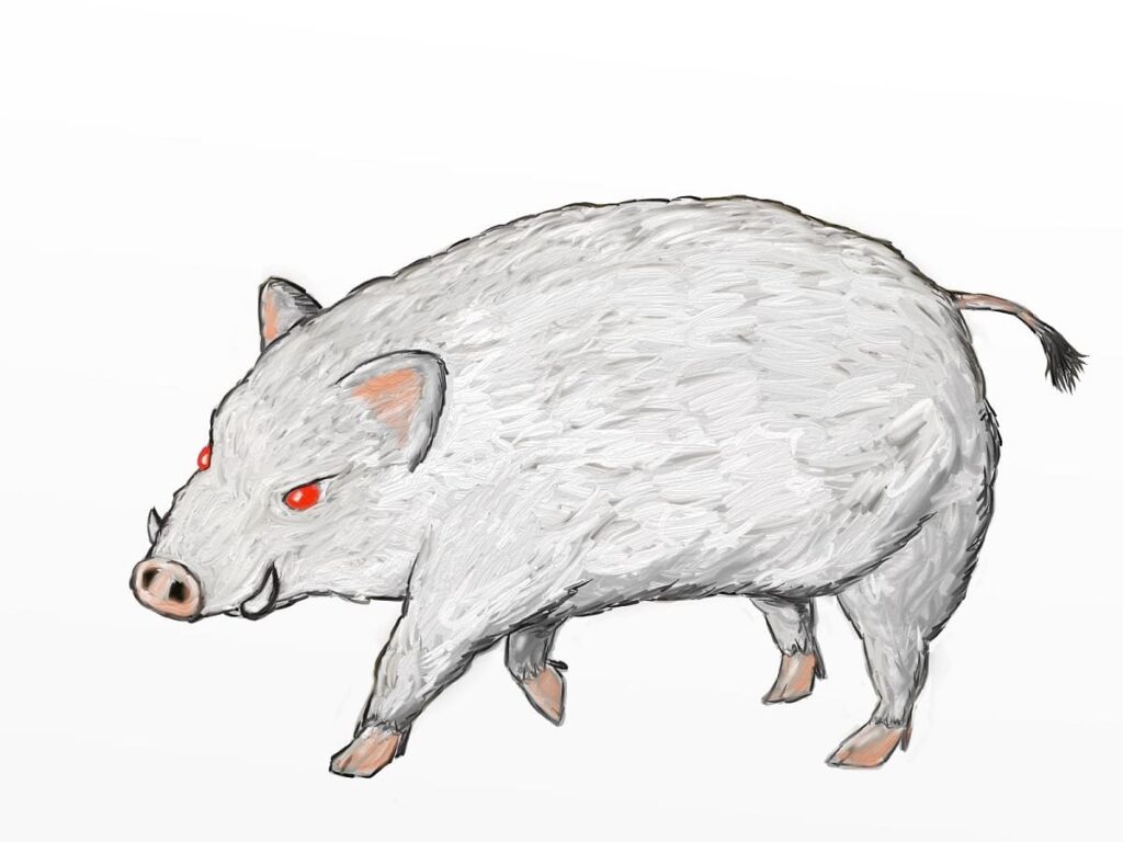 white boar