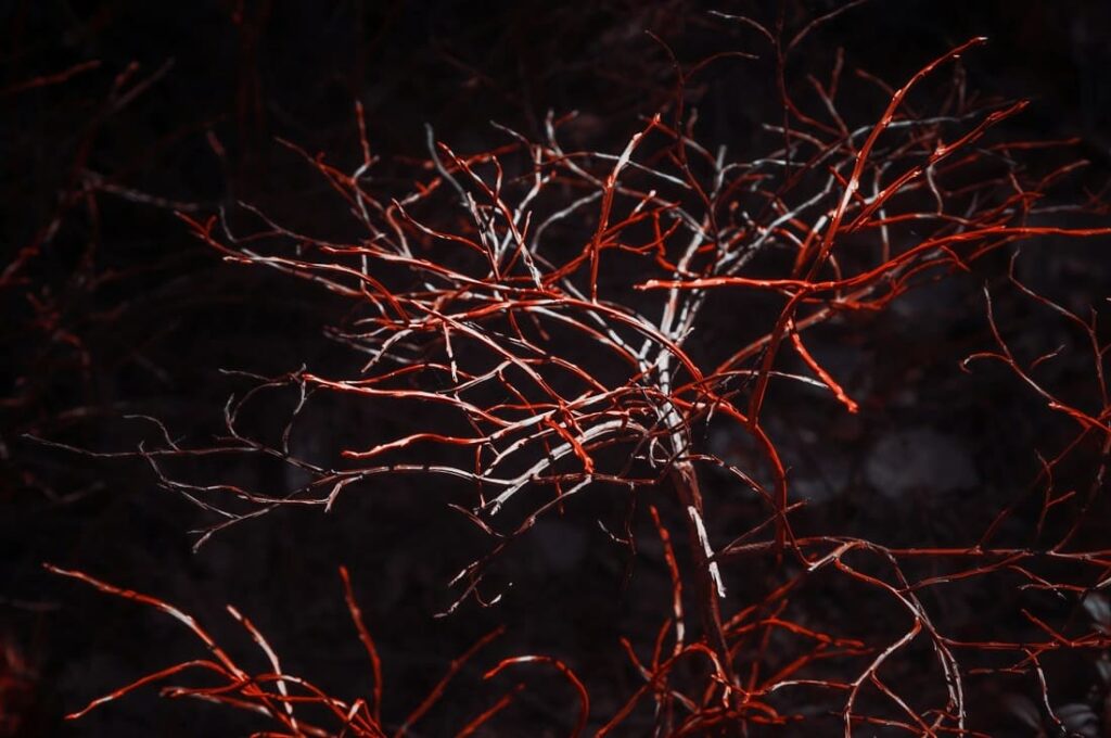 Nervous System Response