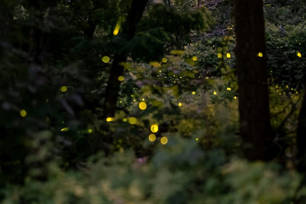 Kotodama and Positive Affirmations: The Power of Words